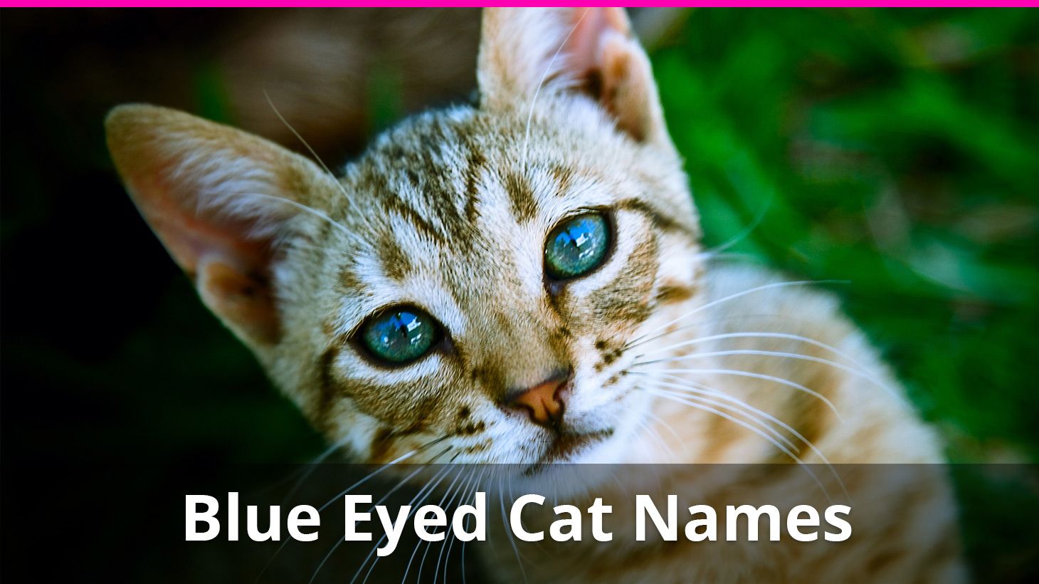 blue tabby cat names