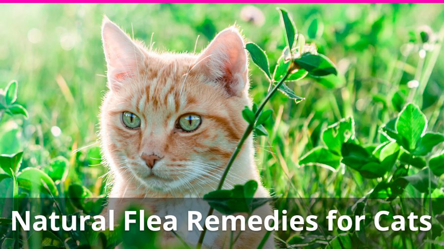 10 Natural Home Remedies For Fleas On Cats Flea Killer And Repellant