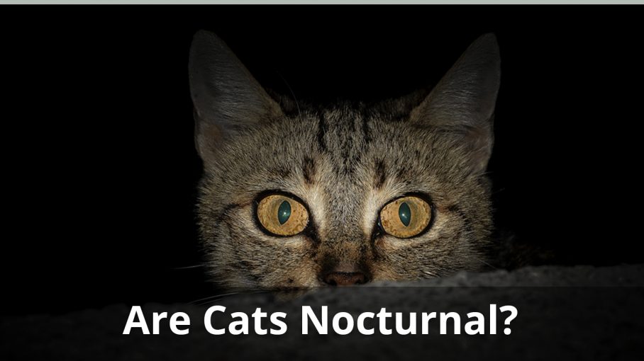 are domestic house cats nocturnal