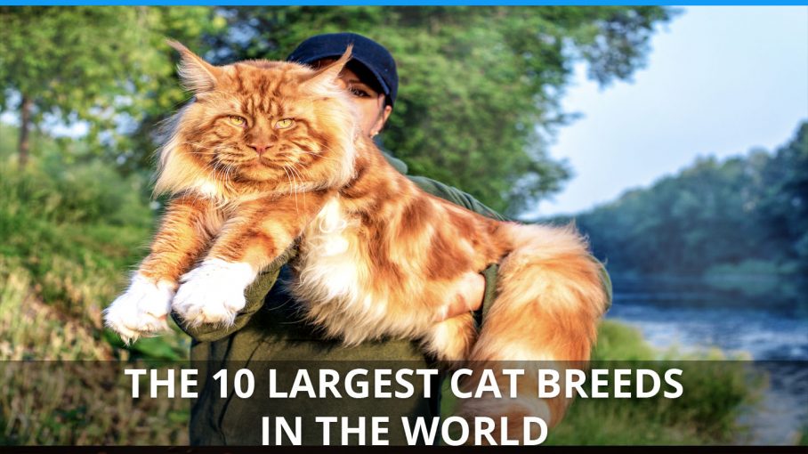 largest domestic cat breed